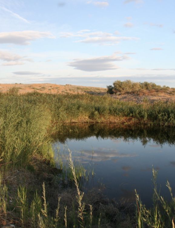 Landscape view of pond surrounded by tall grass and shrubs.
