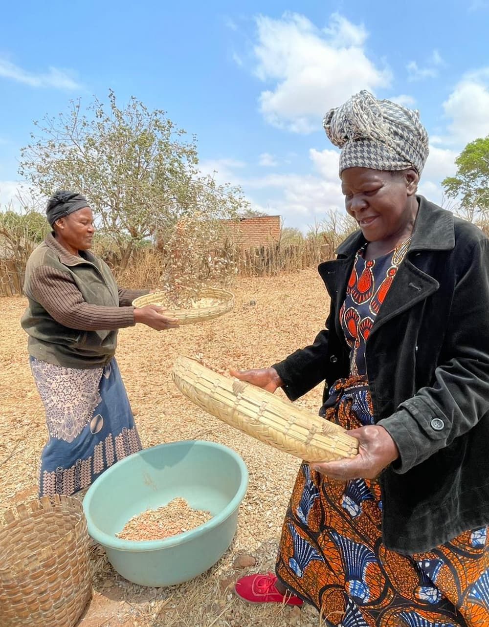 Women working in agriculture in Zambia